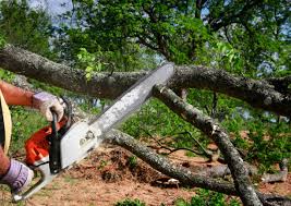 Trusted Palisades Park, NJ Tree Removal and Landscaping Services Experts